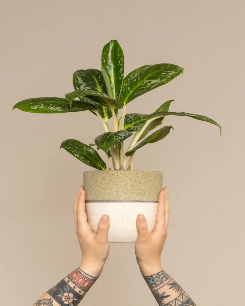 Aglaonema Onyx Green
