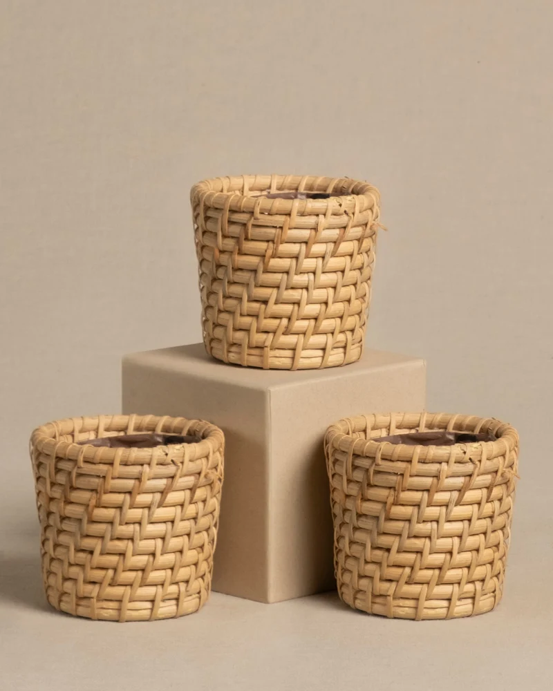 Rattan Babypflanzen-Korb 'Calen' (3 Stk.)