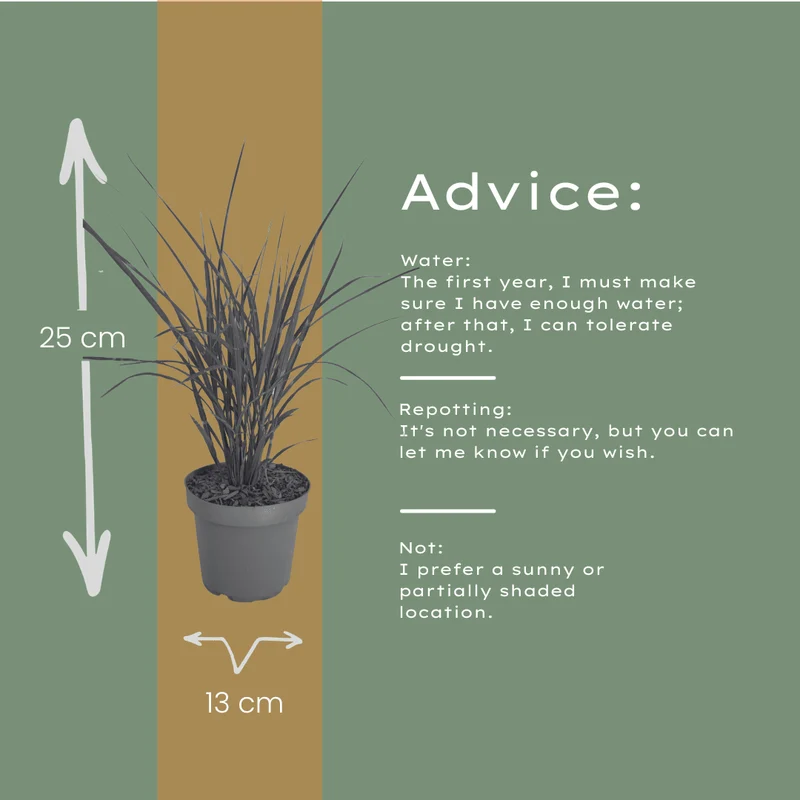 Zebragras kaufen | 3× Miscanthus sinensis Zebrinus, Ø 12 cm
