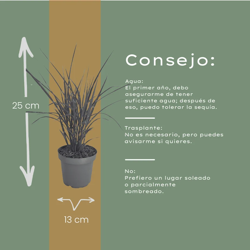 Zebragras kaufen | 3× Miscanthus sinensis Zebrinus, Ø 12 cm