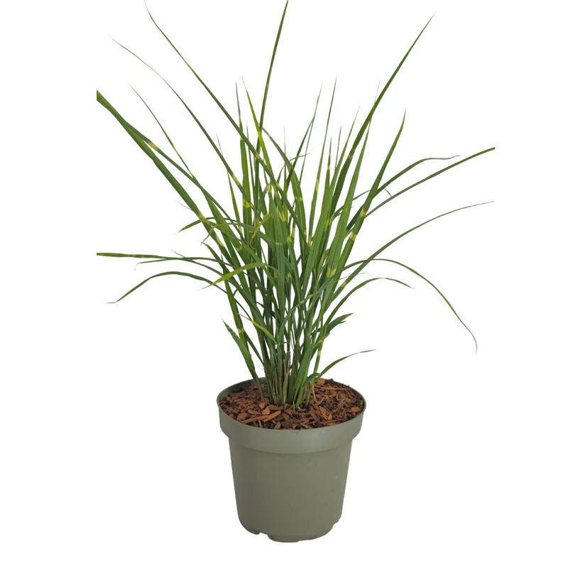 Zebragras kaufen | 3× Miscanthus sinensis Zebrinus, Ø 12 cm