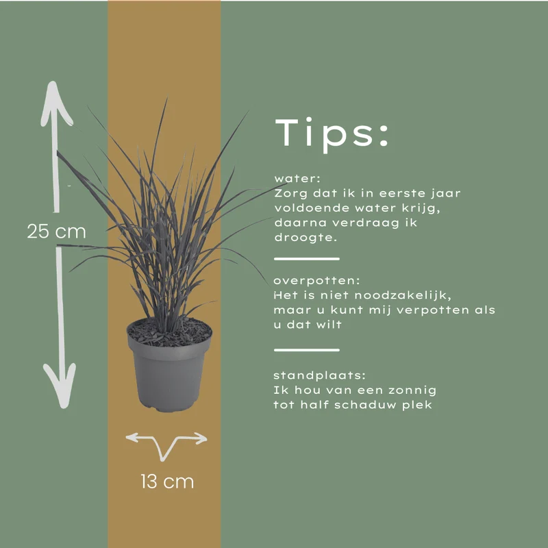 Zebragras kaufen | 3× Miscanthus sinensis Zebrinus, Ø 12 cm