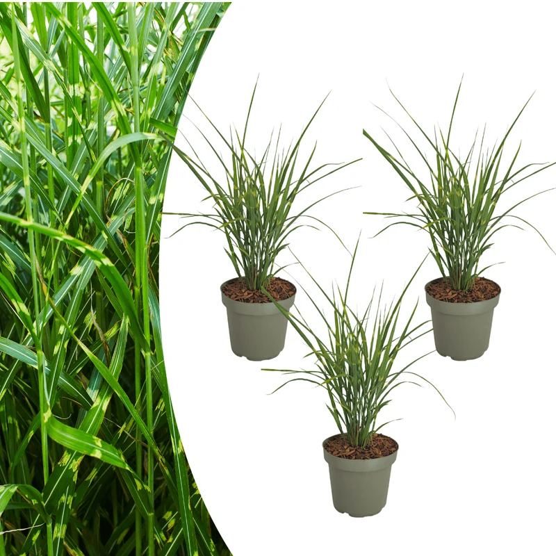 Zebragras kaufen | 3× Miscanthus sinensis Zebrinus, Ø 12 cm