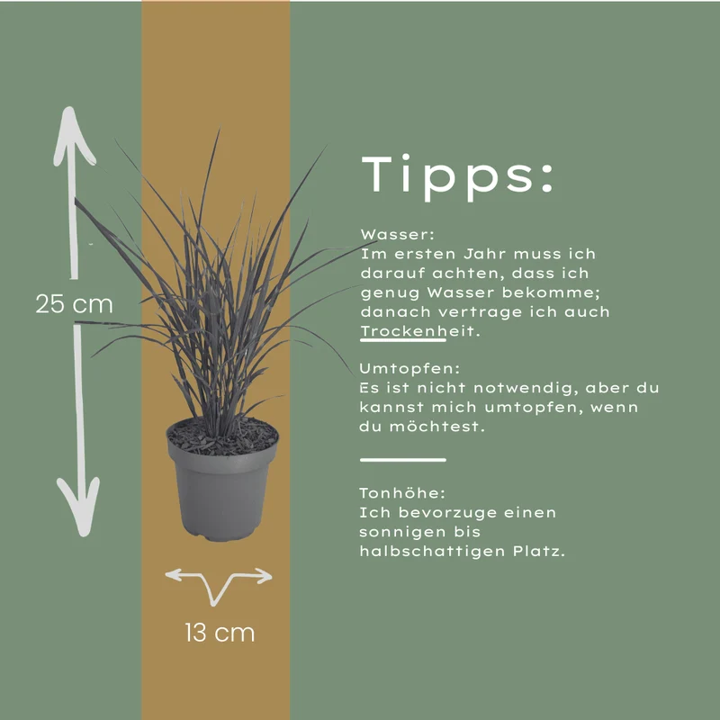 Zebragras kaufen | 3× Miscanthus sinensis Zebrinus, Ø 12 cm