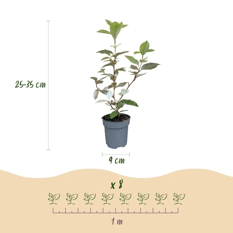 Ölweide Hecke kaufen | 24× Elaeagnus ebbingei Compacta