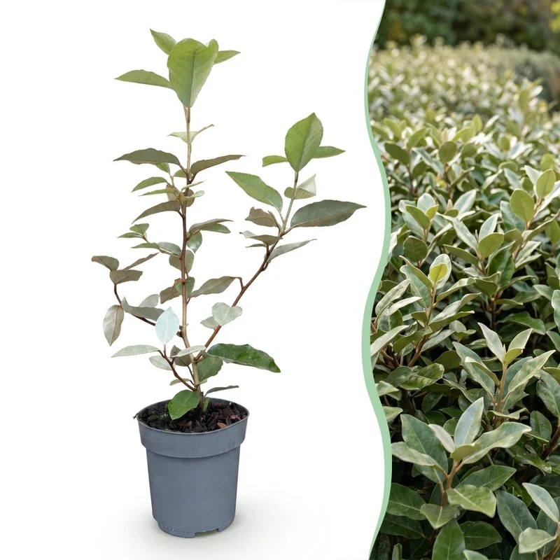 Ölweide Hecke kaufen | 24× Elaeagnus ebbingei Compacta