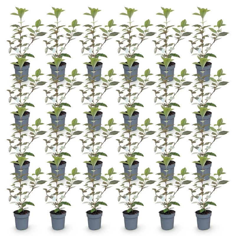 Ölweide Hecke kaufen | 24× Elaeagnus ebbingei Compacta