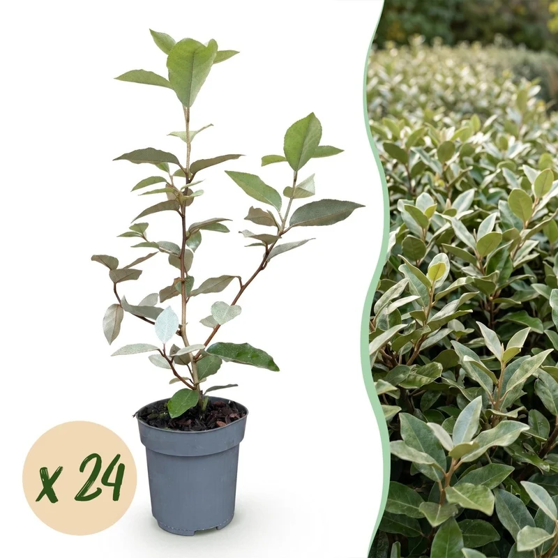 Ölweide Hecke kaufen | 24× Elaeagnus ebbingei Compacta