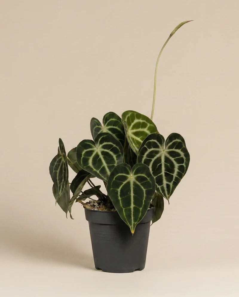 Anthurium clarinervium • feey
