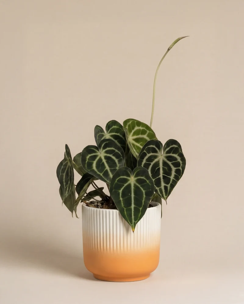 Anthurium clarinervium • feey