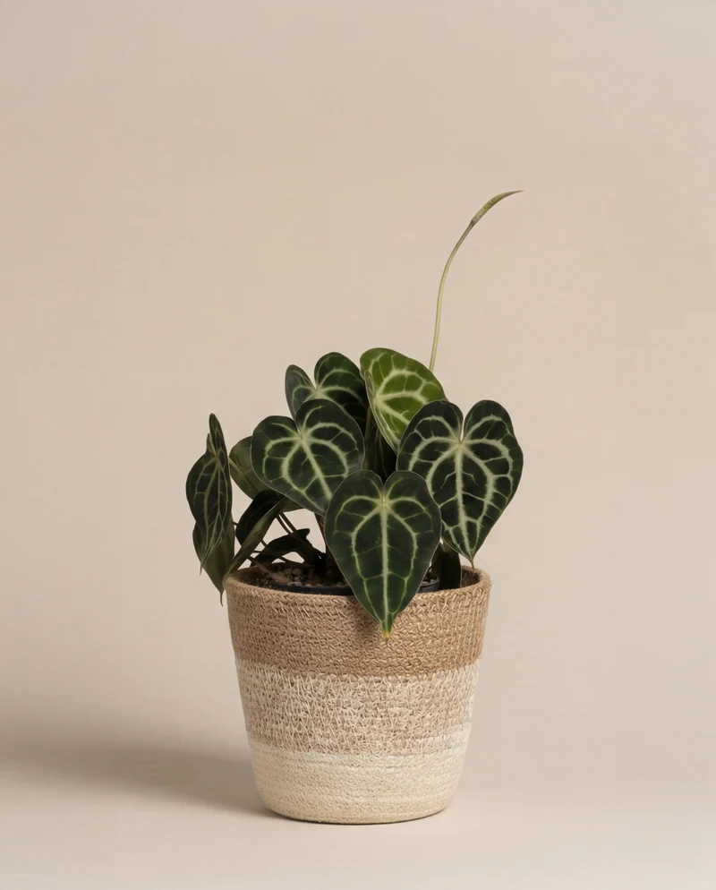 Anthurium clarinervium • feey