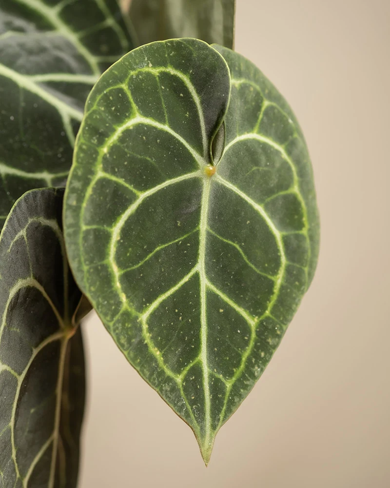 Anthurium clarinervium • feey