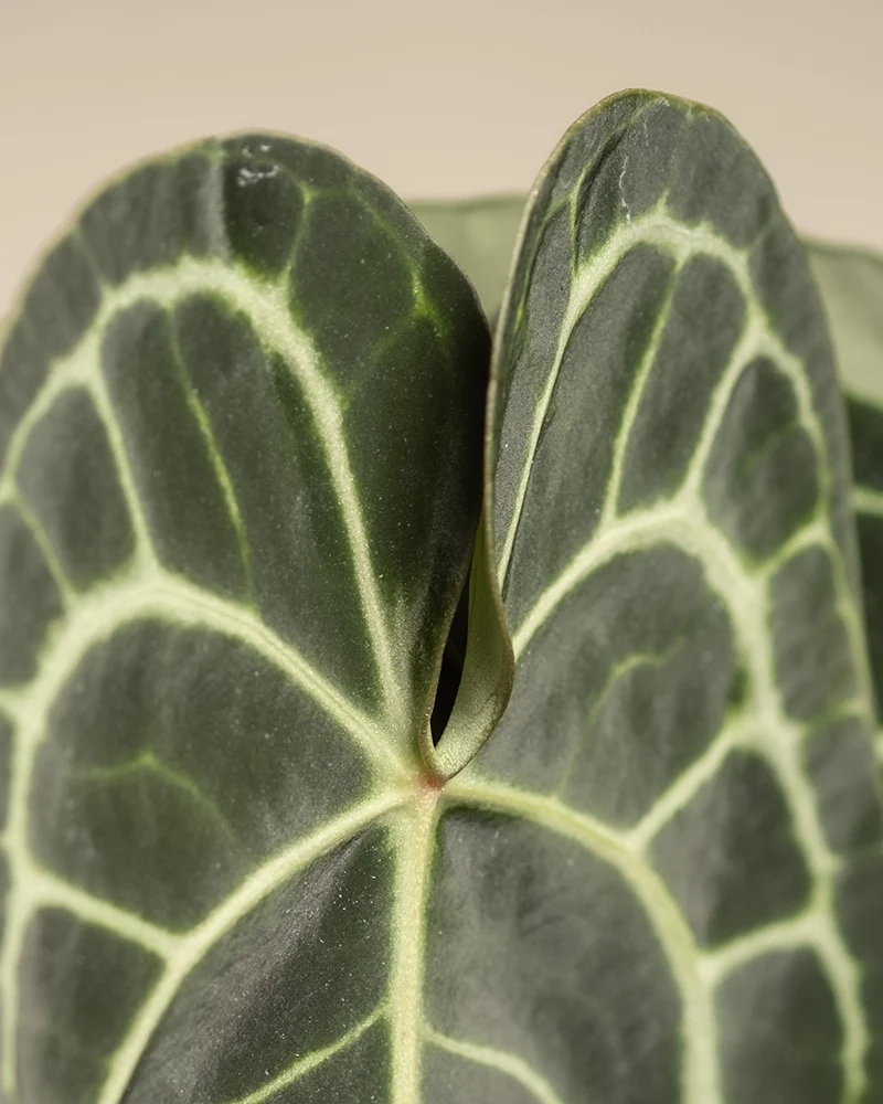 Anthurium clarinervium • feey
