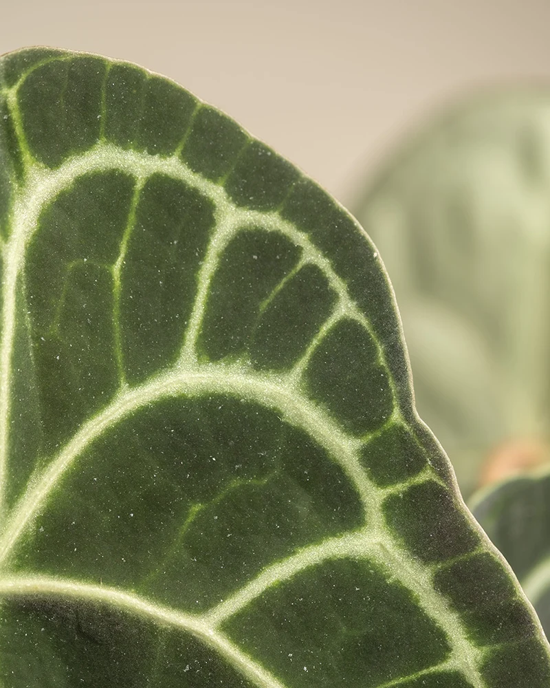 Anthurium clarinervium • feey