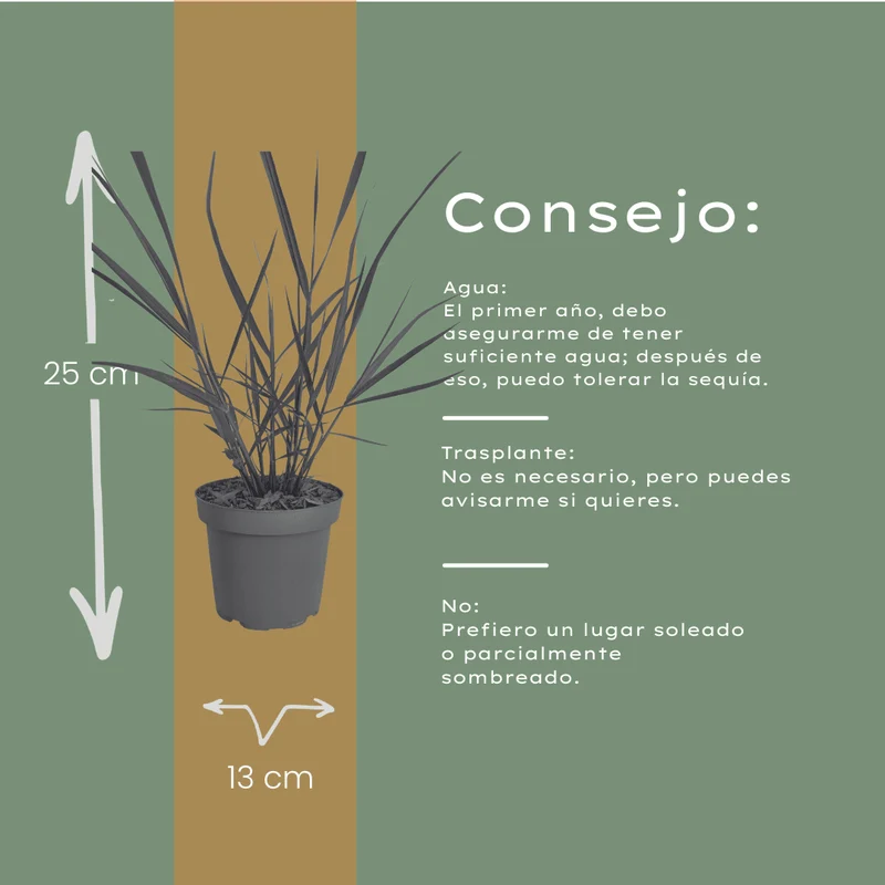 Ziergras Rotstrahlbusch kaufen | 3× Panicum virgatum, Ø 12 cm