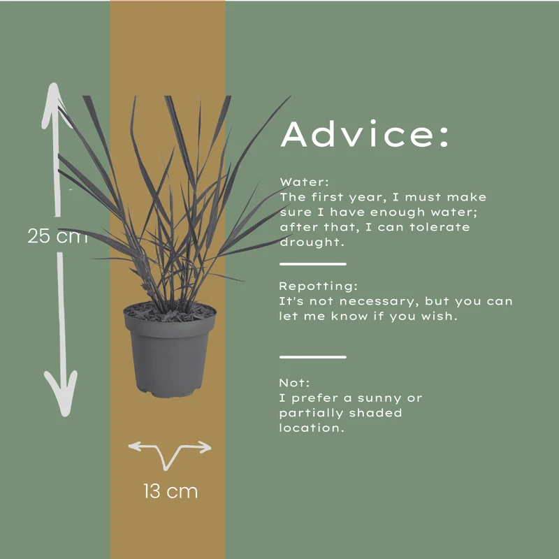Ziergras Rotstrahlbusch kaufen | 3× Panicum virgatum, Ø 12 cm