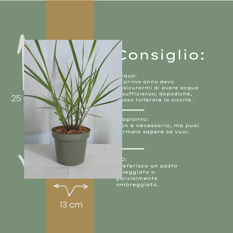 Ziergras Rotstrahlbusch kaufen | 3× Panicum virgatum, Ø 12 cm