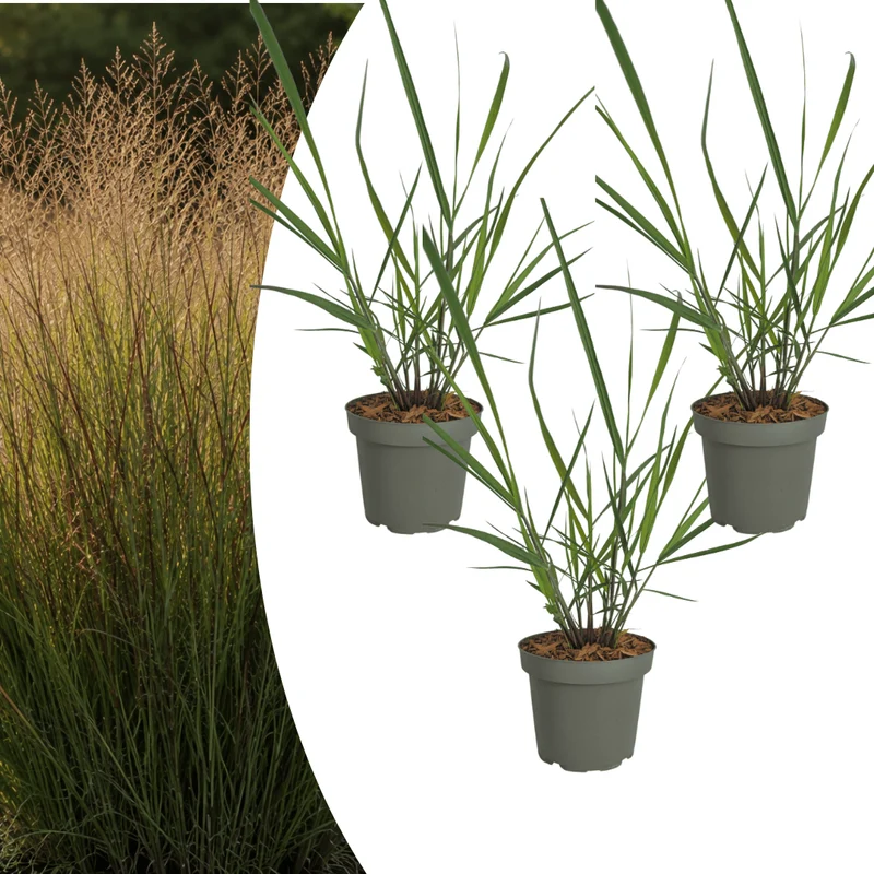 Ziergras Rotstrahlbusch kaufen | 3× Panicum virgatum, Ø 12 cm