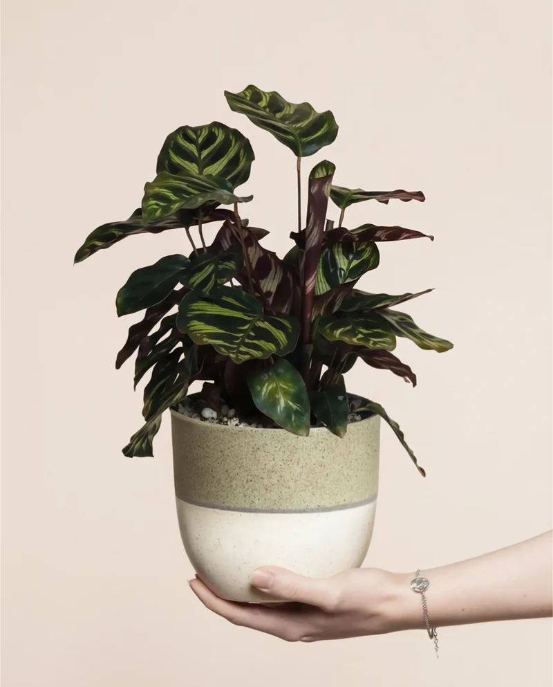 Kleine Calathea makoyana • feey