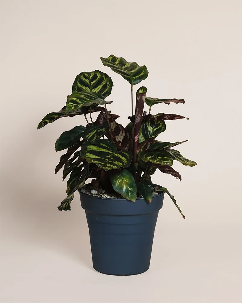 Kleine Calathea makoyana • feey