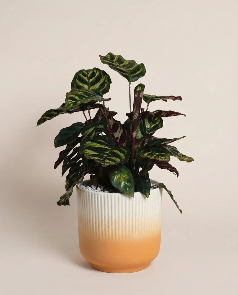 Kleine Calathea makoyana • feey