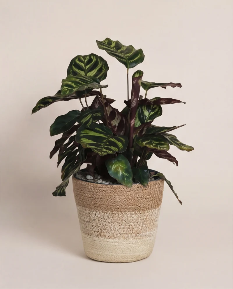 Kleine Calathea makoyana • feey