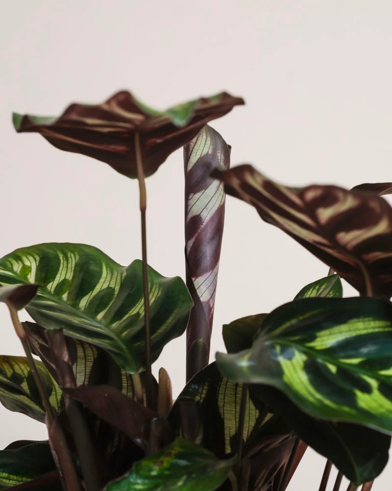 Kleine Calathea makoyana • feey