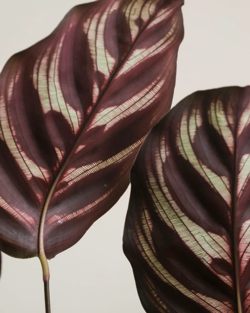 Kleine Calathea makoyana • feey