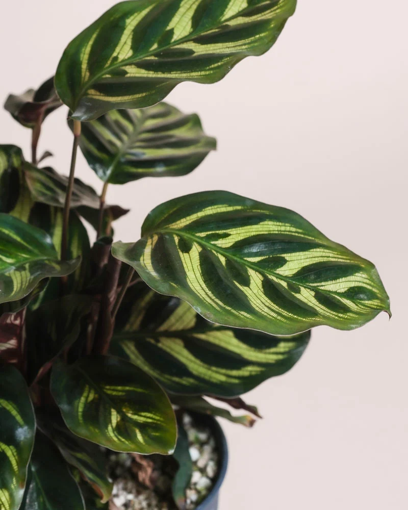Kleine Calathea makoyana • feey