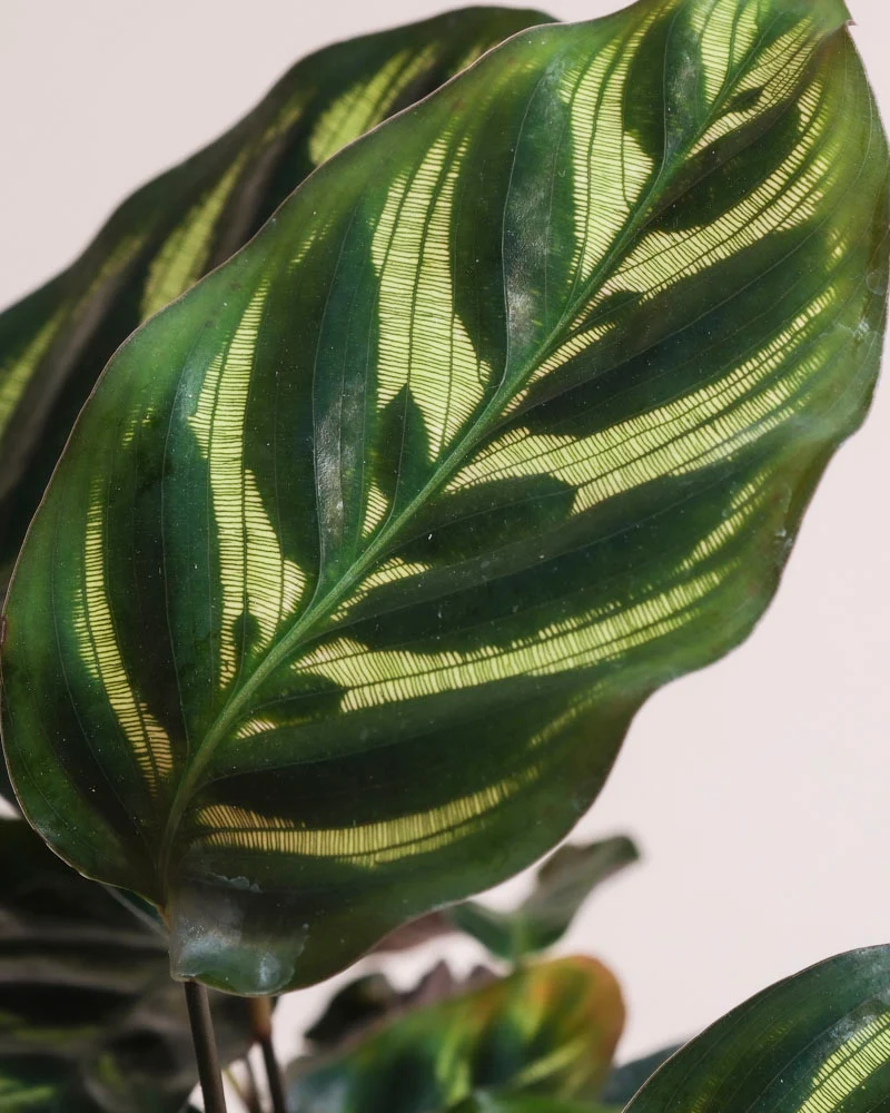 Kleine Calathea makoyana • feey