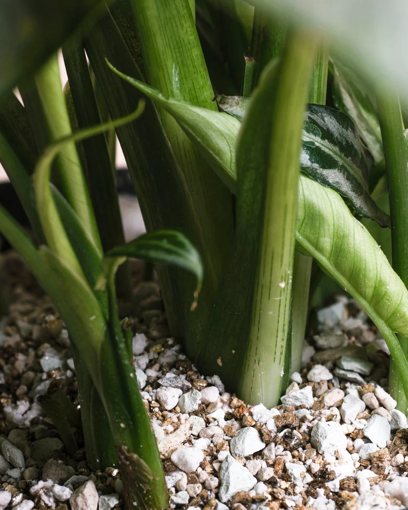 Kleine Calathea makoyana • feey