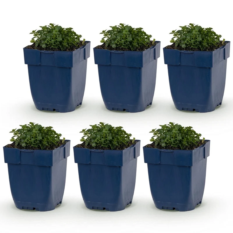 Dalmatiner-Glockenblume kaufen | Campanula portenschlagiana, 6er-Set