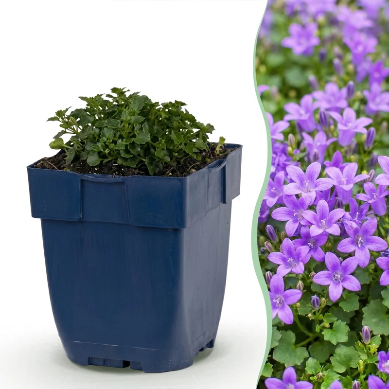 Dalmatiner-Glockenblume kaufen | Campanula portenschlagiana, 6er-Set
