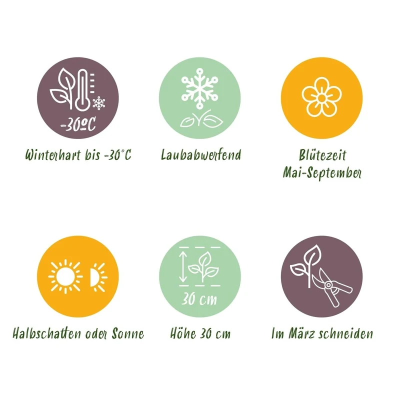 Dalmatiner-Glockenblume kaufen | Campanula portenschlagiana, 6er-Set