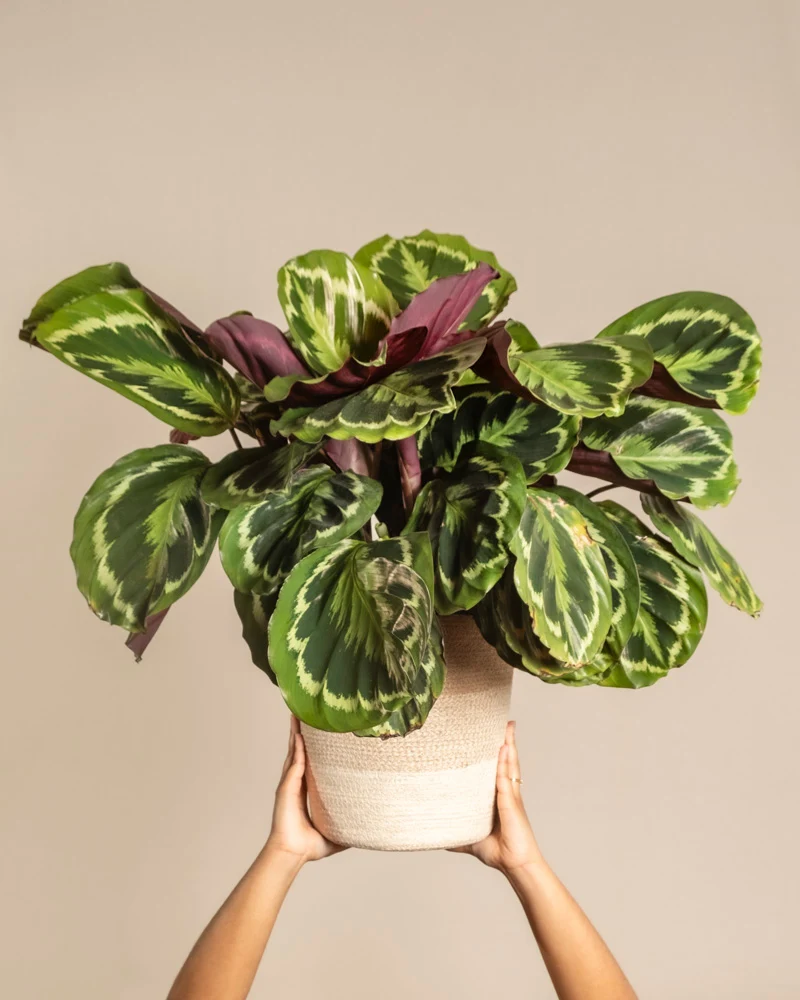 Große Calathea Roseopicta