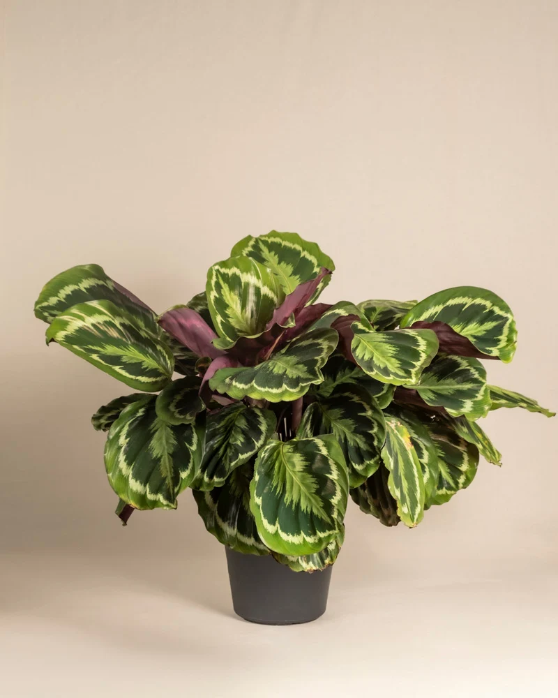 Große Calathea Roseopicta