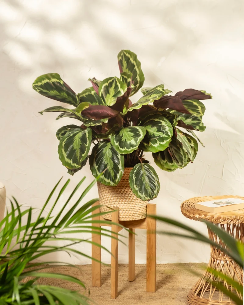 Große Calathea Roseopicta