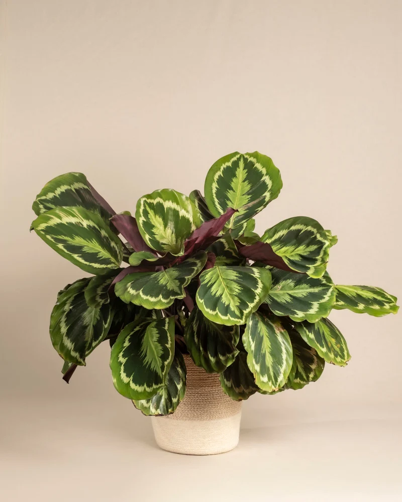 Große Calathea Roseopicta