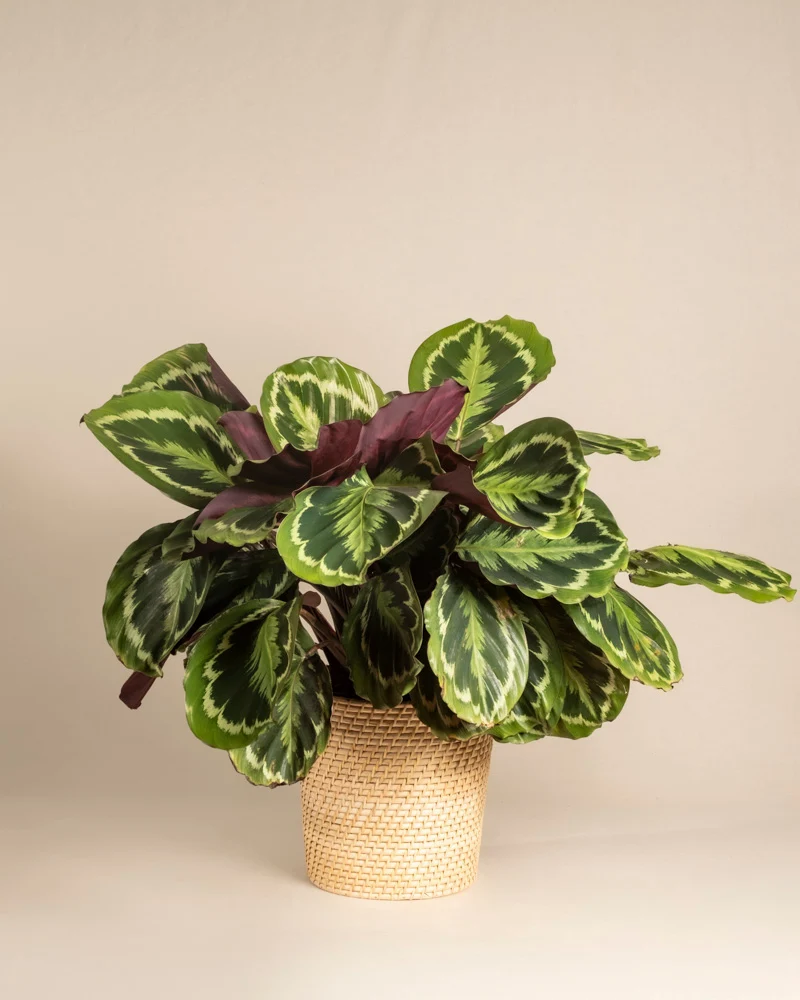 Große Calathea Roseopicta