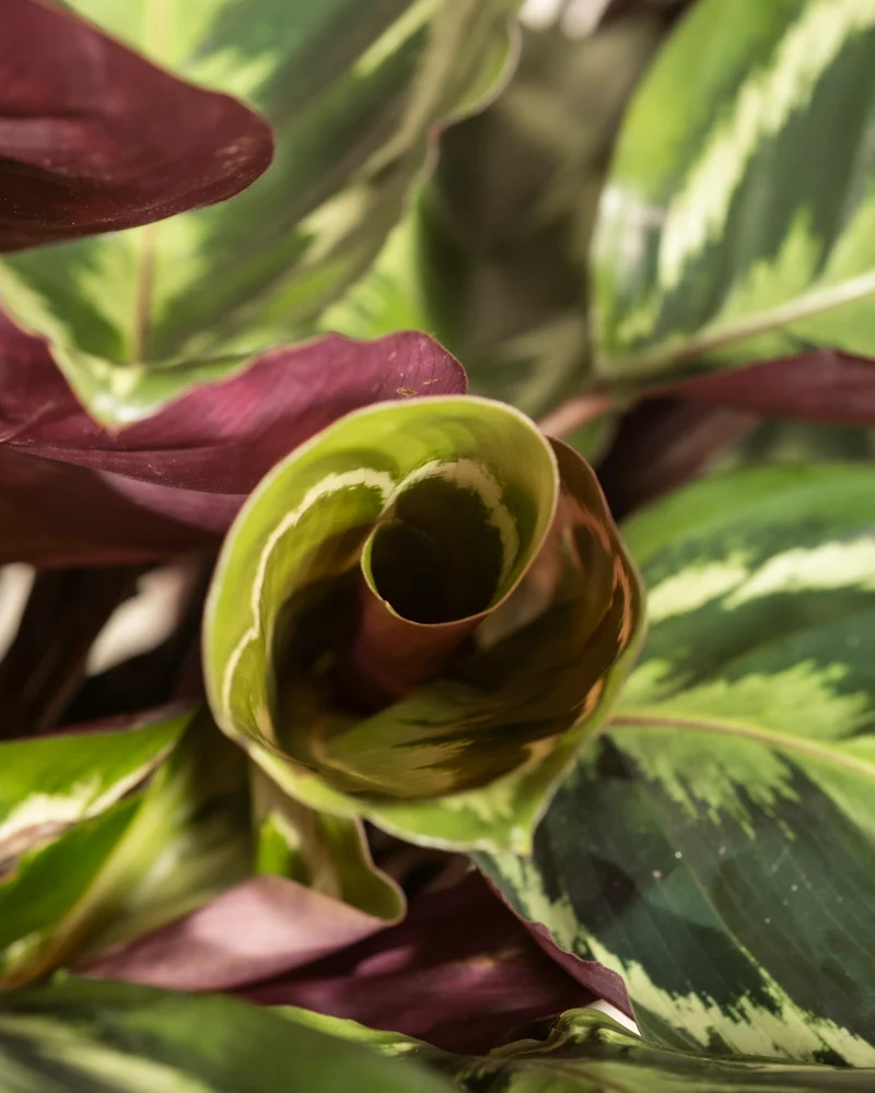 Große Calathea Roseopicta