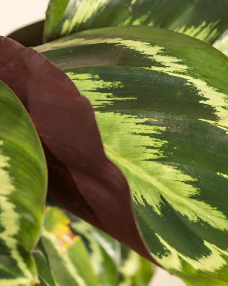 Große Calathea Roseopicta