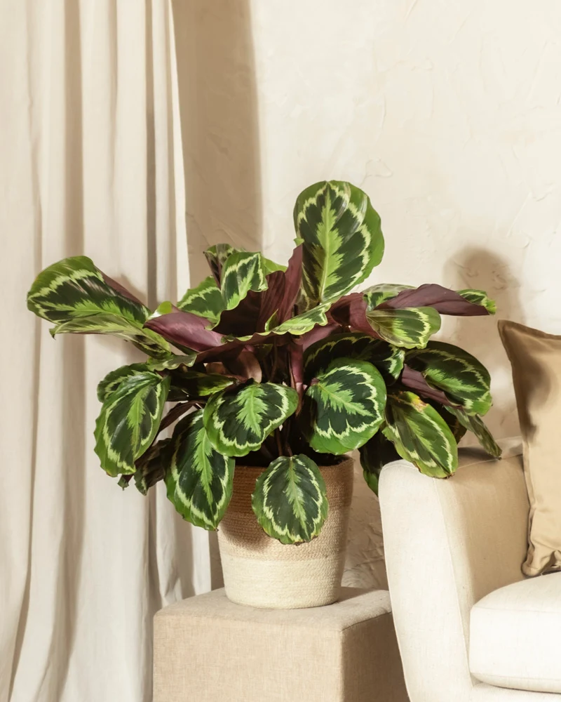 Große Calathea Roseopicta