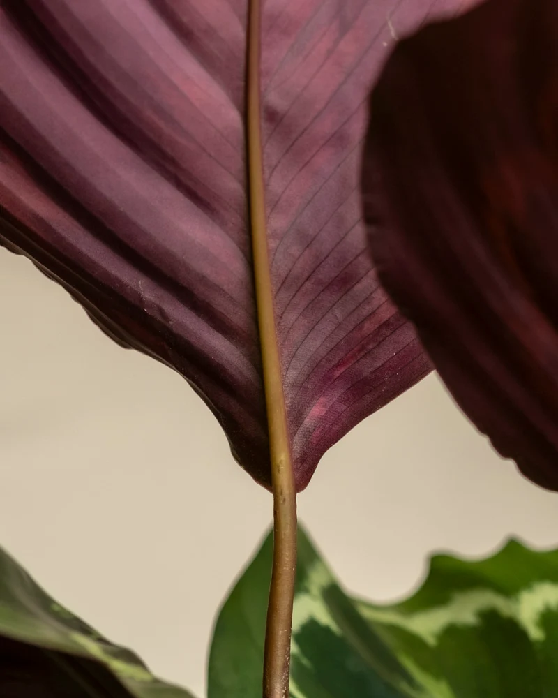 Große Calathea Roseopicta