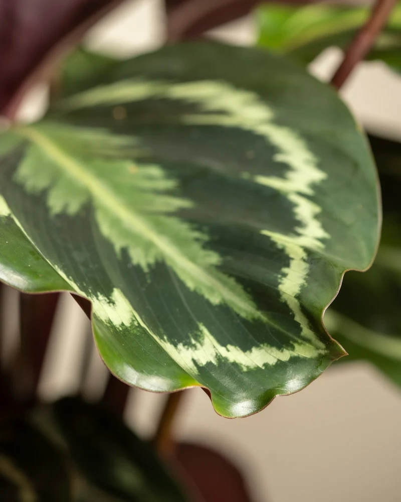 Große Calathea Roseopicta