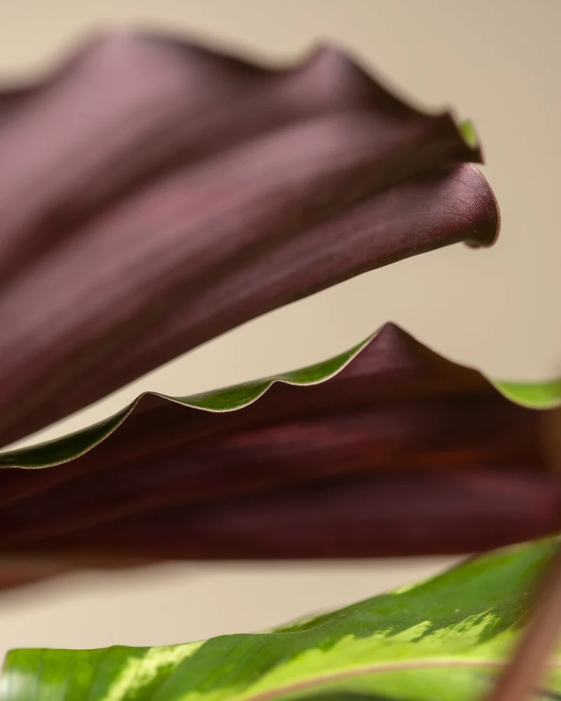 Große Calathea Roseopicta