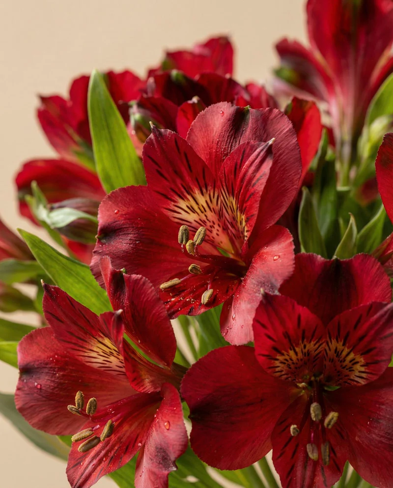Alstroemeria rot