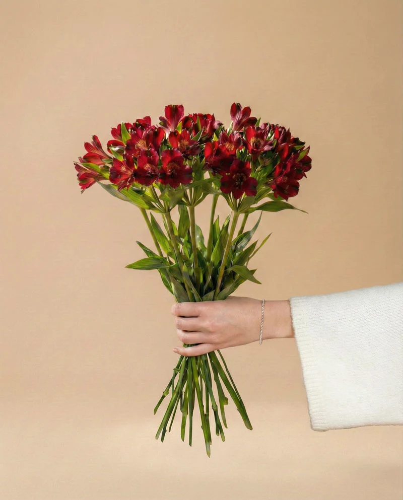 Alstroemeria rot