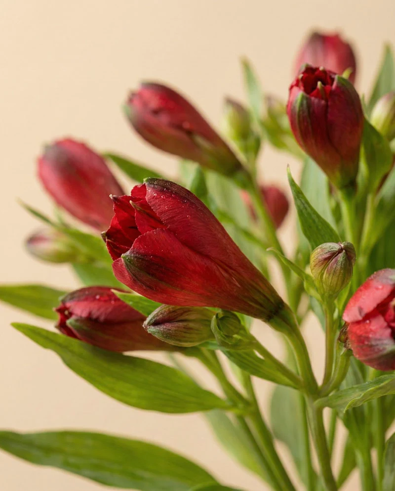 Alstroemeria rot