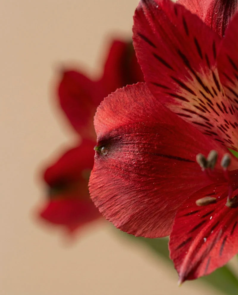 Alstroemeria rot