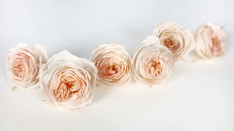 Englische Rosen konserviert Elena Earth Matters - 6 Köpfe - White peach 370